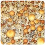 Псилоцибиновые (галлюциногенные)  грибы Psilocybin "Golden Teacher" в Ельне