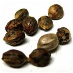Семена марихуаны АК-47  (Seeds AK-47) в Ельне